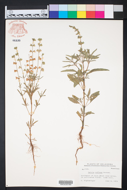 Salvia reflexa image