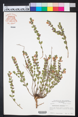 Scutellaria resinosa image