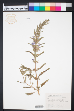 Scutellaria resinosa image