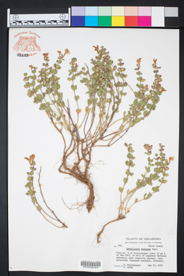 Scutellaria resinosa image