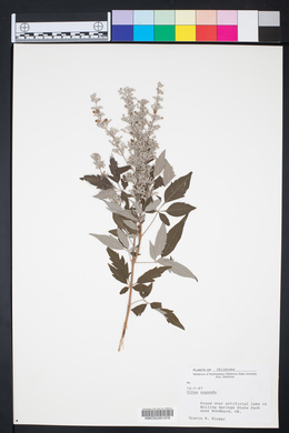 Vitex negundo image