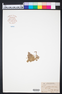 Lemna valdiviana image