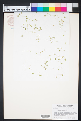 Lemna minor image
