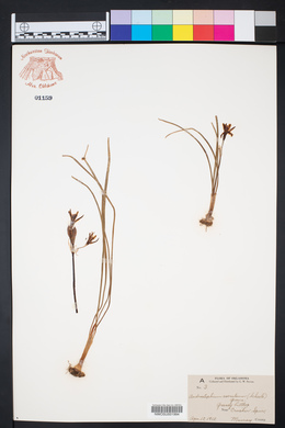 Androstephium coeruleum image