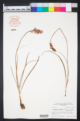 Camassia angusta image