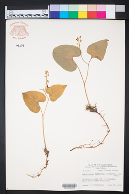 Maianthemum dilatatum image