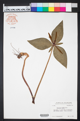 Trillium viride image
