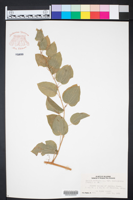 Smilax herbacea var. lasioneura image