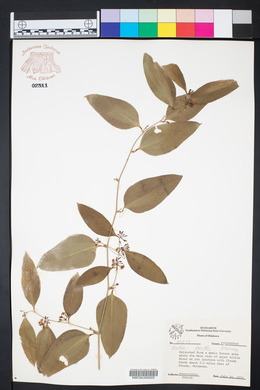 Smilax smallii image