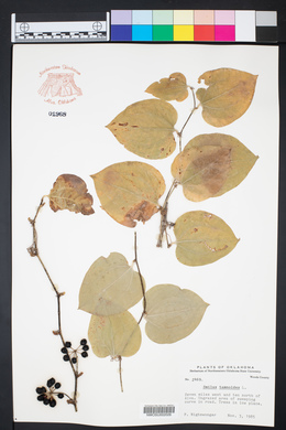 Smilax tamnoides image