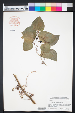 Smilax tamnoides image