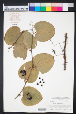 Smilax tamnoides image