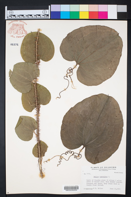 Smilax tamnoides image
