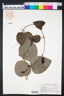 Smilax tamnoides image