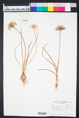 Allium canadense var. fraseri image
