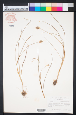 Allium canadense var. canadense image