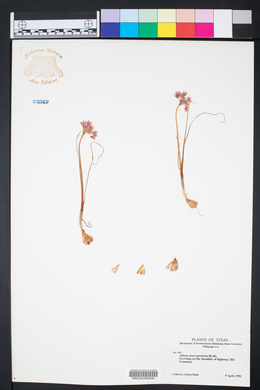 Allium macropetalum image