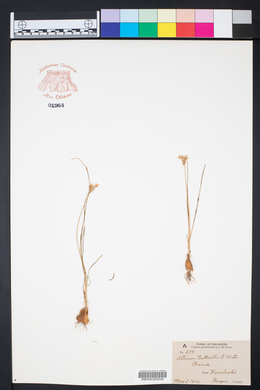 Allium drummondii image