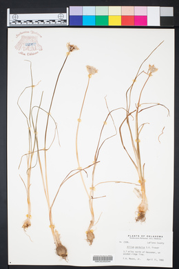 Allium perdulce image