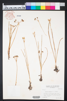 Allium perdulce image