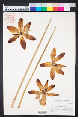 Yucca glauca image