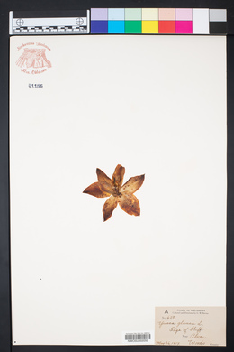 Yucca glauca image