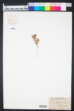 Linum berlandieri image