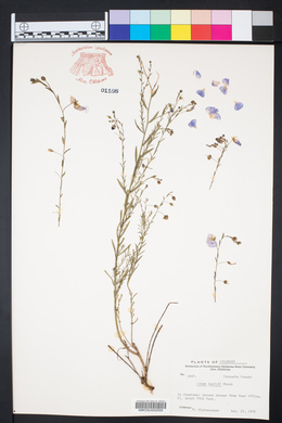Linum lewisii image