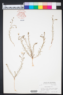 Linum lewisii image