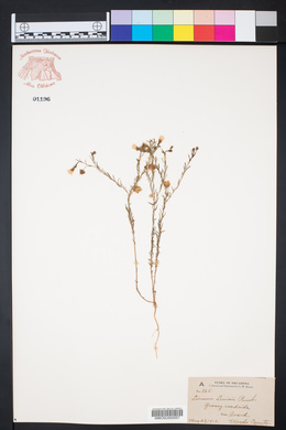 Linum lewisii image