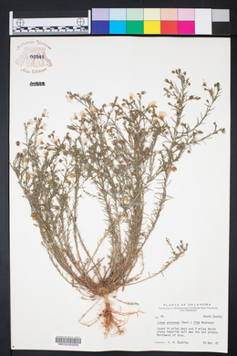 Linum pratense image