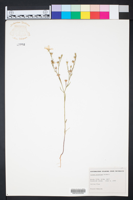 Linum sulcatum image