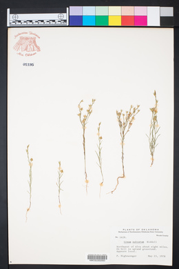 Linum sulcatum image