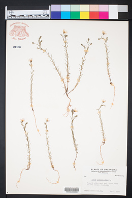 Linum usitatissimum image