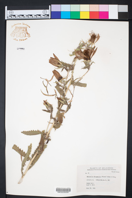Mentzelia decapetala image