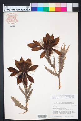 Mentzelia decapetala image