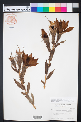Mentzelia decapetala image