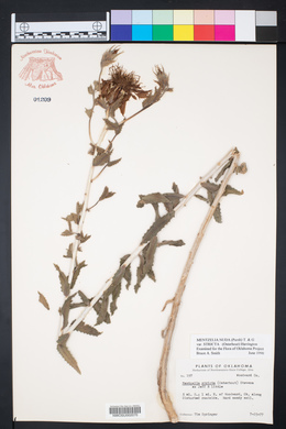 Mentzelia nuda var. stricta image