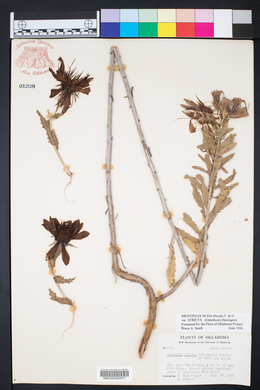 Mentzelia nuda var. stricta image