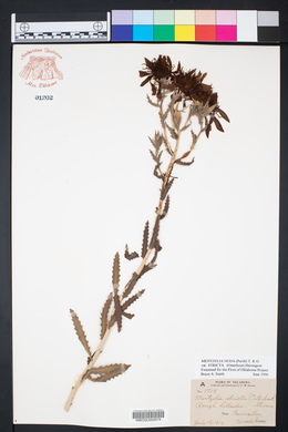 Mentzelia nuda var. stricta image