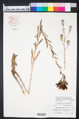 Mentzelia nuda var. stricta image