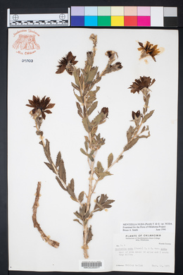 Mentzelia nuda var. nuda image