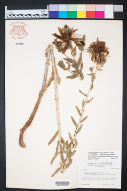 Mentzelia nuda var. stricta image