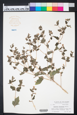 Mentzelia oligosperma image