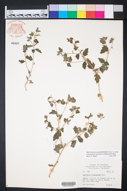 Mentzelia oligosperma image