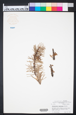 Arceuthobium americanum image