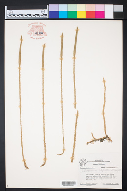 Lycopodium adpressum image