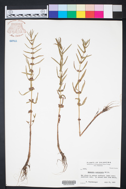 Ammannia auriculata image