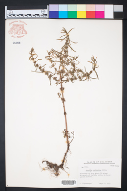 Ammannia auriculata image