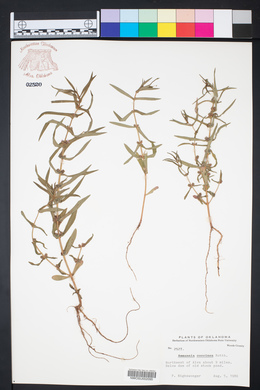 Ammannia coccinea image